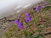 53 Ma poi arriva la nebbia e allora rientro dal 109 con le belle Soldanelle alpine